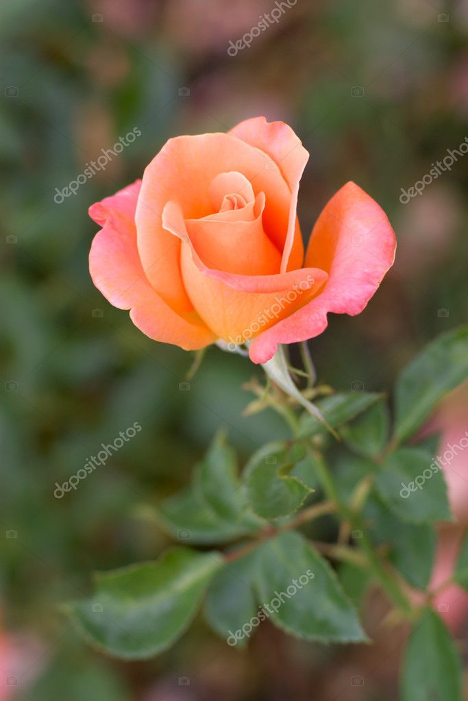 rose bud catholic single women Detroit catholic singles - welcome to the simple online dating site, here you can chat, date, or just flirt with men or women sign up for free and send messages to single women or man. rose bud catholic single women Detroit catholic singles - welcome to the simple online dating site, here you can chat, date, or just flirt with men or women sign up for free and send messages to single women or man.