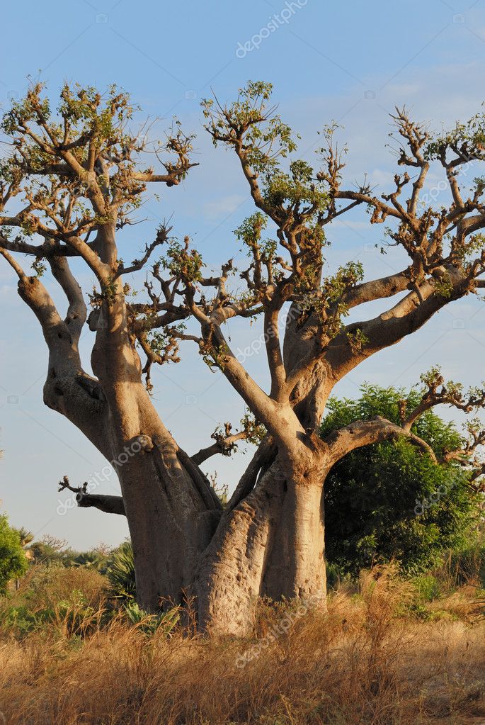 http://static6.depositphotos.com/1007593/650/i/950/depositphotos_6504777-Baobabs-in-savanna..jpg