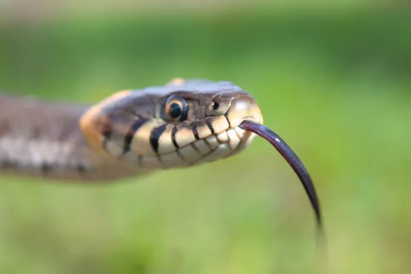 Funny grass snake