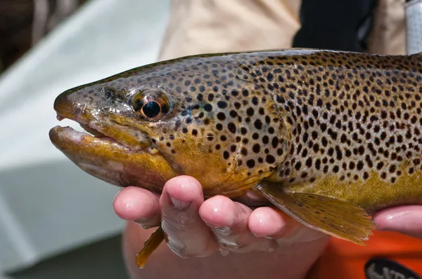 Close up of a brown trout after being caught