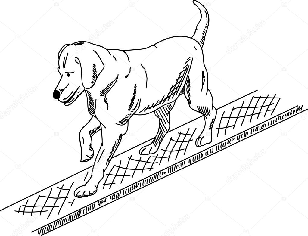 cartoon dog agility