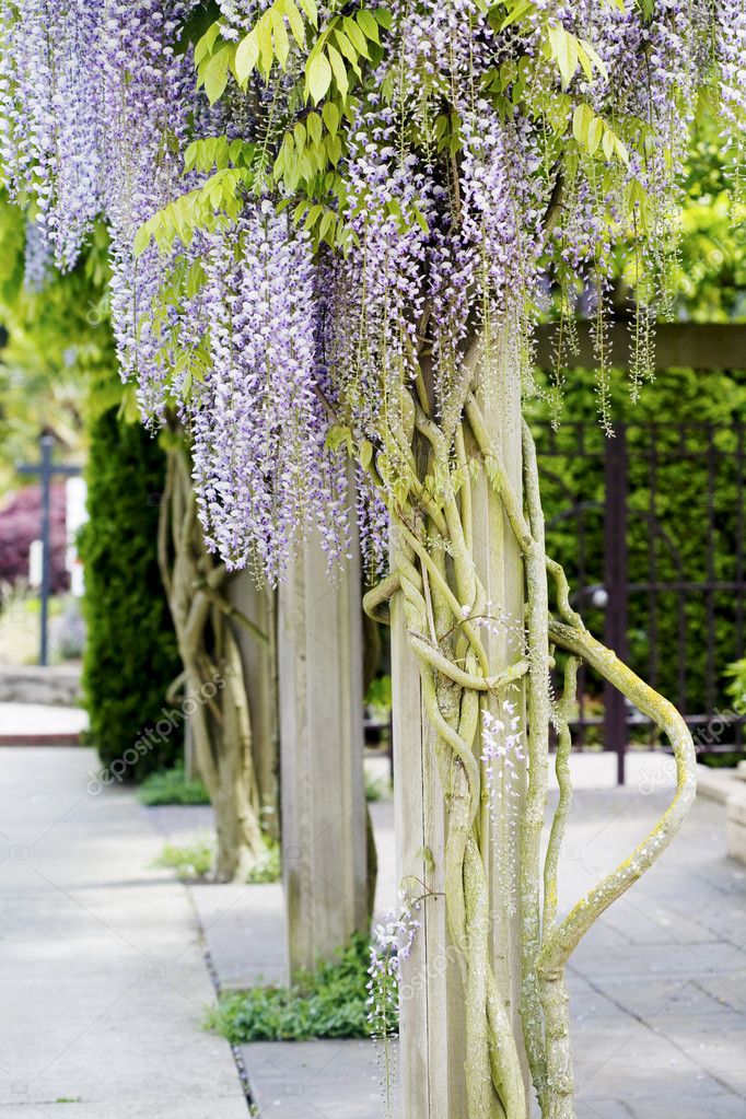 Wisteria Support Trellis