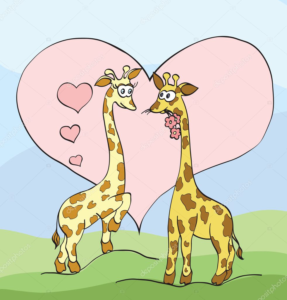 two giraffes