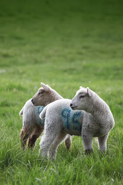 Two Spring Lambs