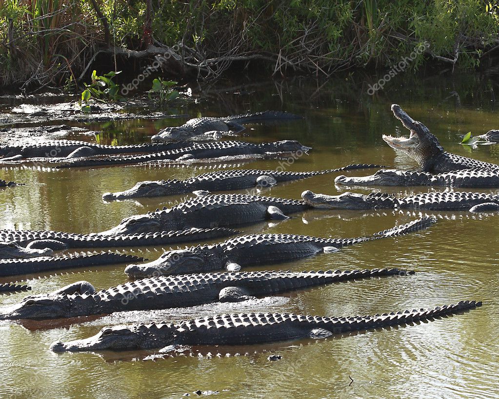 Group of American Alligators — Stock Photo © rudyumans 6309721