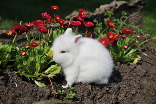 White rabbit in red flowers
