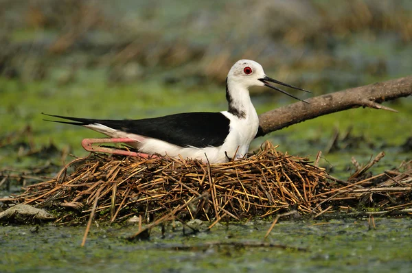 White Bird Nest