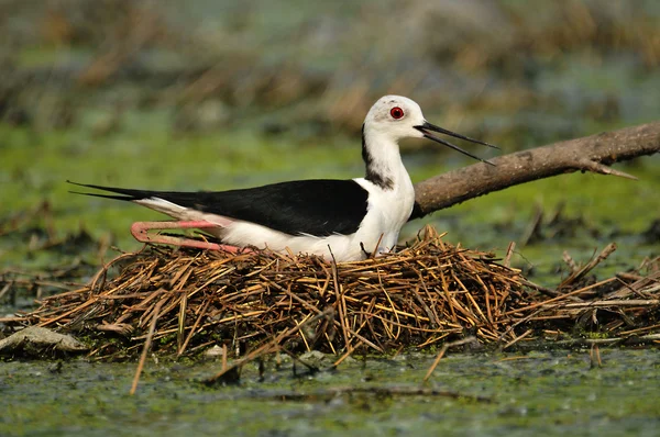 Vlastelica, the birds nest, water, nest, eggs, birds, black and white bird