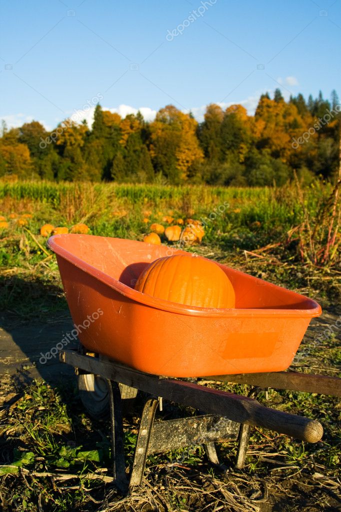 Pumpkin Patch Vero Beach 2012