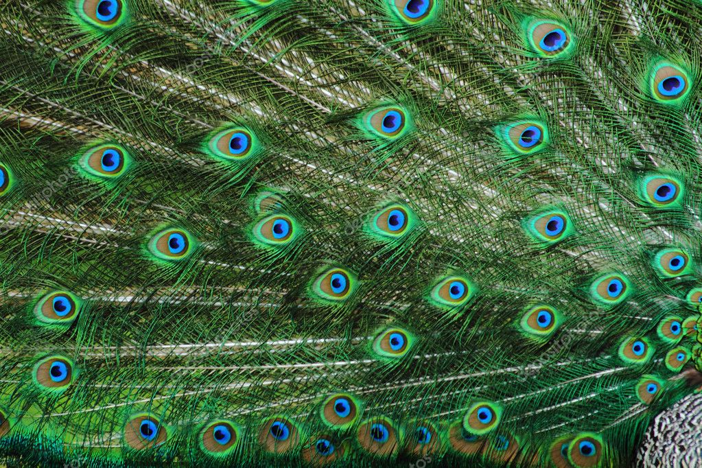 peacock background