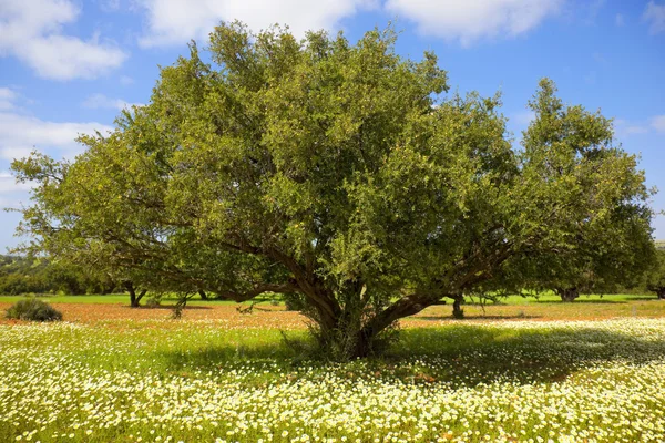 Argan tree with nuts on branches