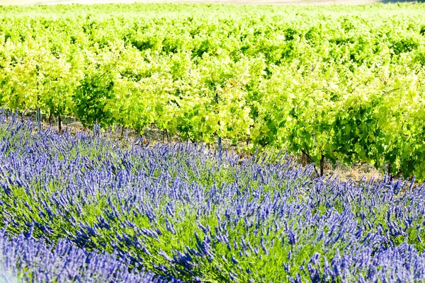 Lavender field with vineyard, Drome Department, Rhone-Alpes, Fra