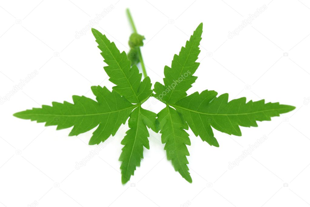 clipart of neem tree - photo #46