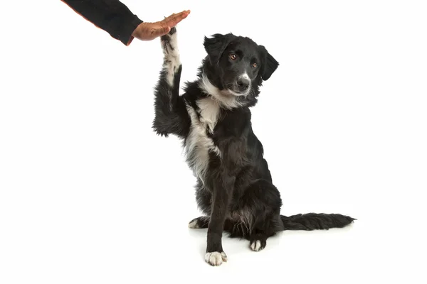 Sheepdog Collie