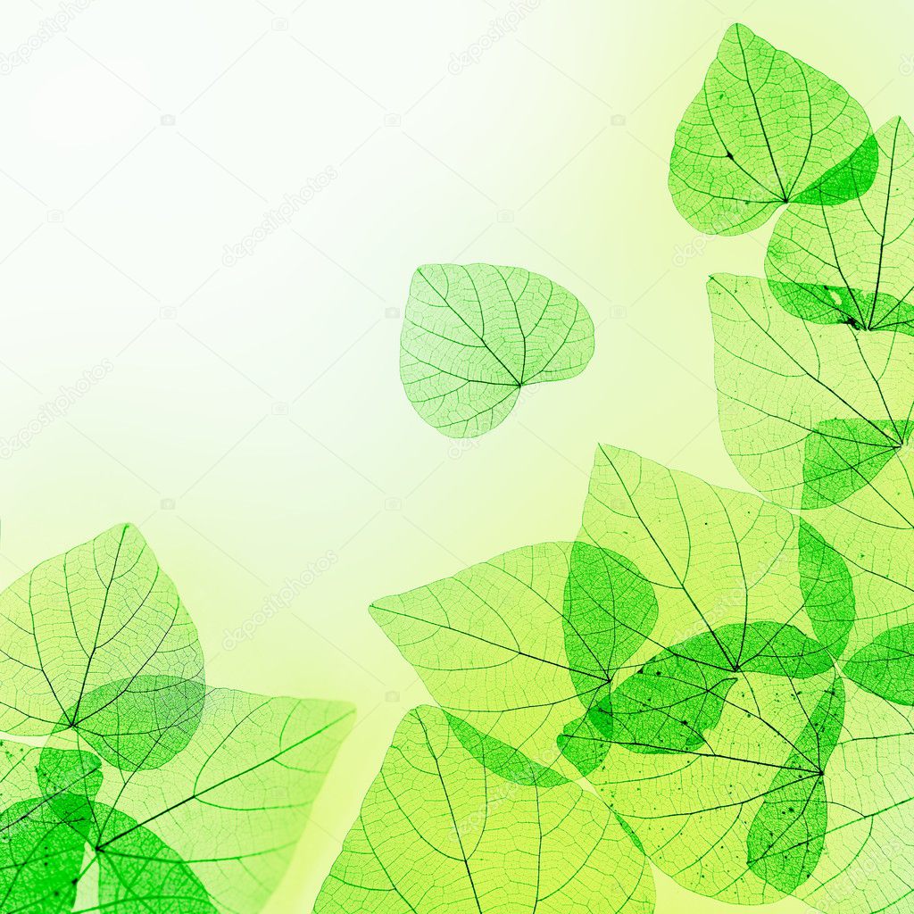 Green and Yellow Floral Border of Leaves — Stock Photo © nataliia #5603957