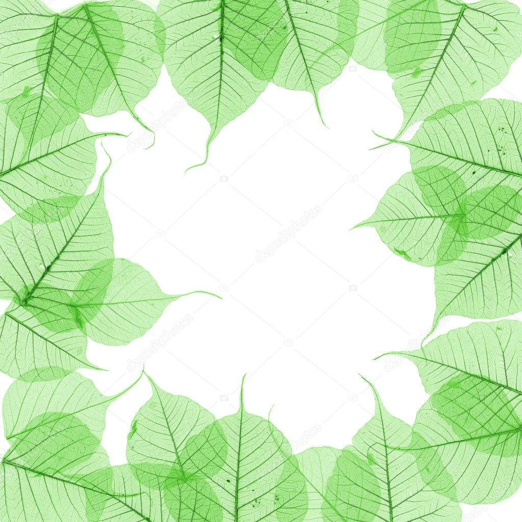 leaves border designs