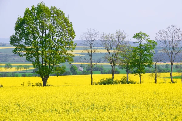 Rapeseed is an alternative energy source.