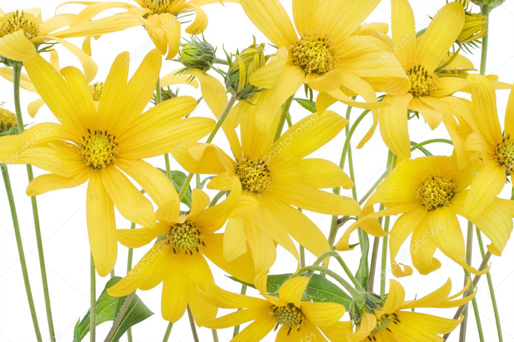 yellow flowers background. Topinambur yellow flowers