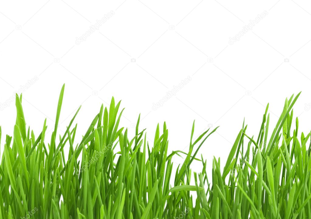 Grass line — Stock Photo © MnyJhee 5437239