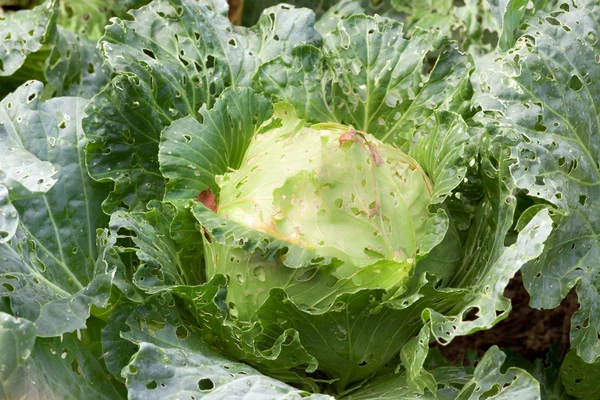 Cabbage - bad treatment