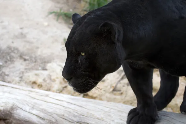 Black jaguar — Stock Photo #6589366