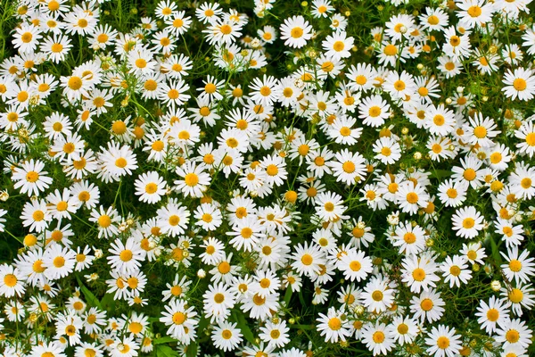 Camomile or ox-eye daisy meadow top view background