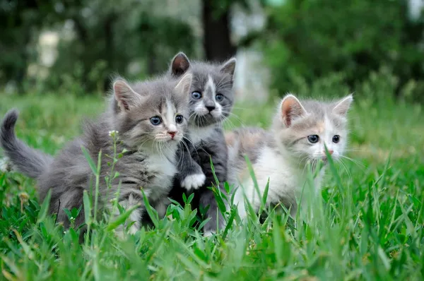 Little fluffy kittens playing