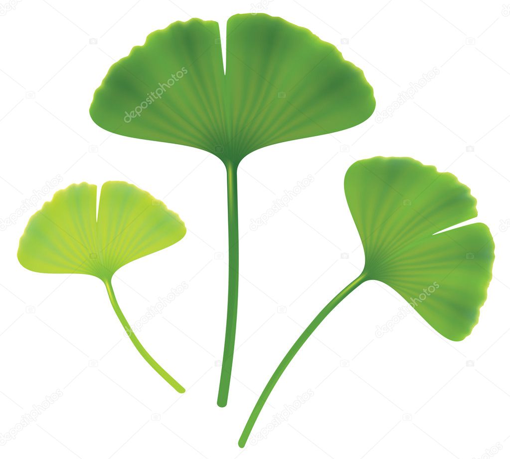 leaves of ginkgo biloba stock vector 169 spline x 6568687 leaves of ginkgo biloba stock vector 169 spline x 6568687