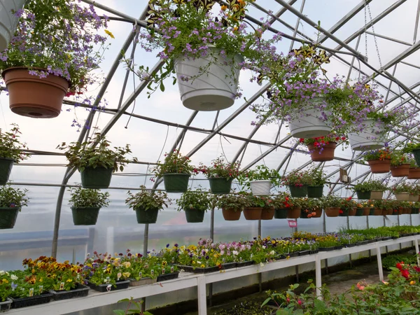 Inside commercial greenhouse with bedding plants