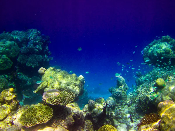 Under water world at Maldives