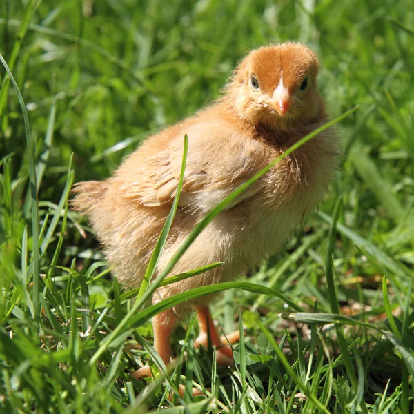 Baby Chicken — Stock Photo © Teine26 5672328