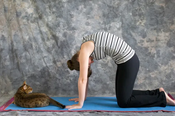 Woman doing Yoga posture Marjaryasana or cat pose with real cat