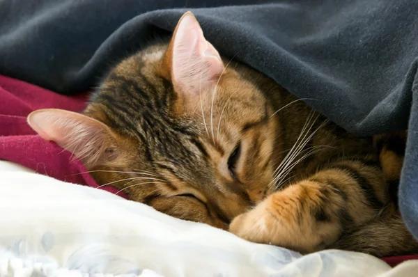 Sleeping cat under blankets