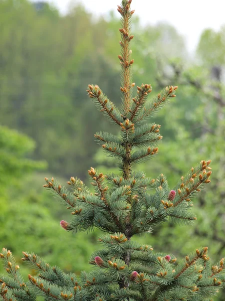 Spruce Flower