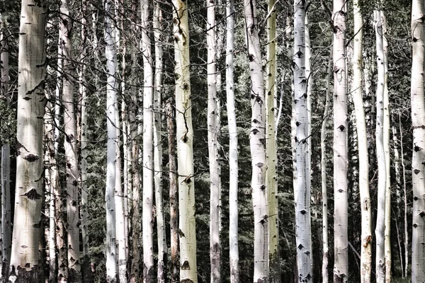 Aspen tree trunks