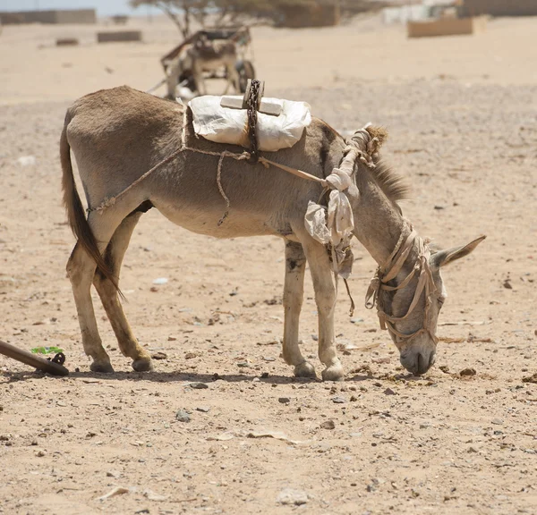 african donkey