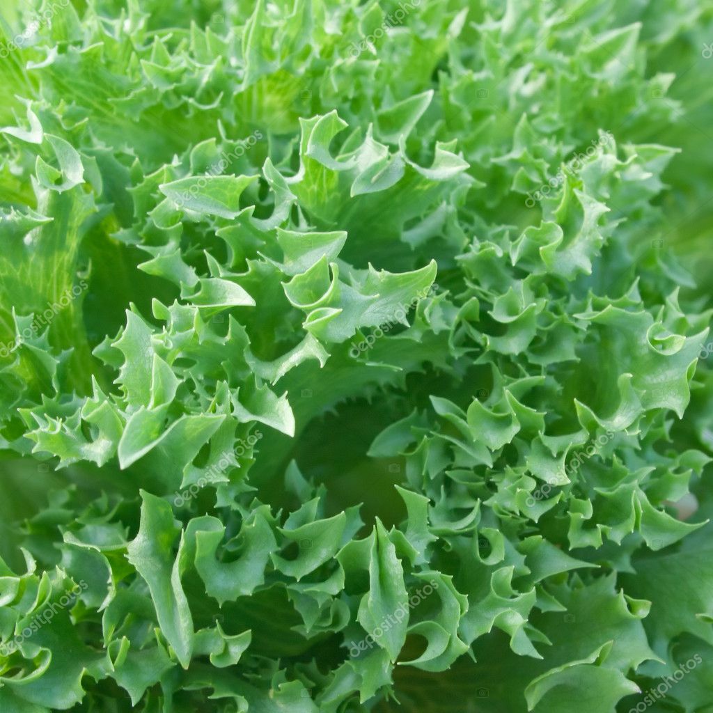 Frillice Lettuce