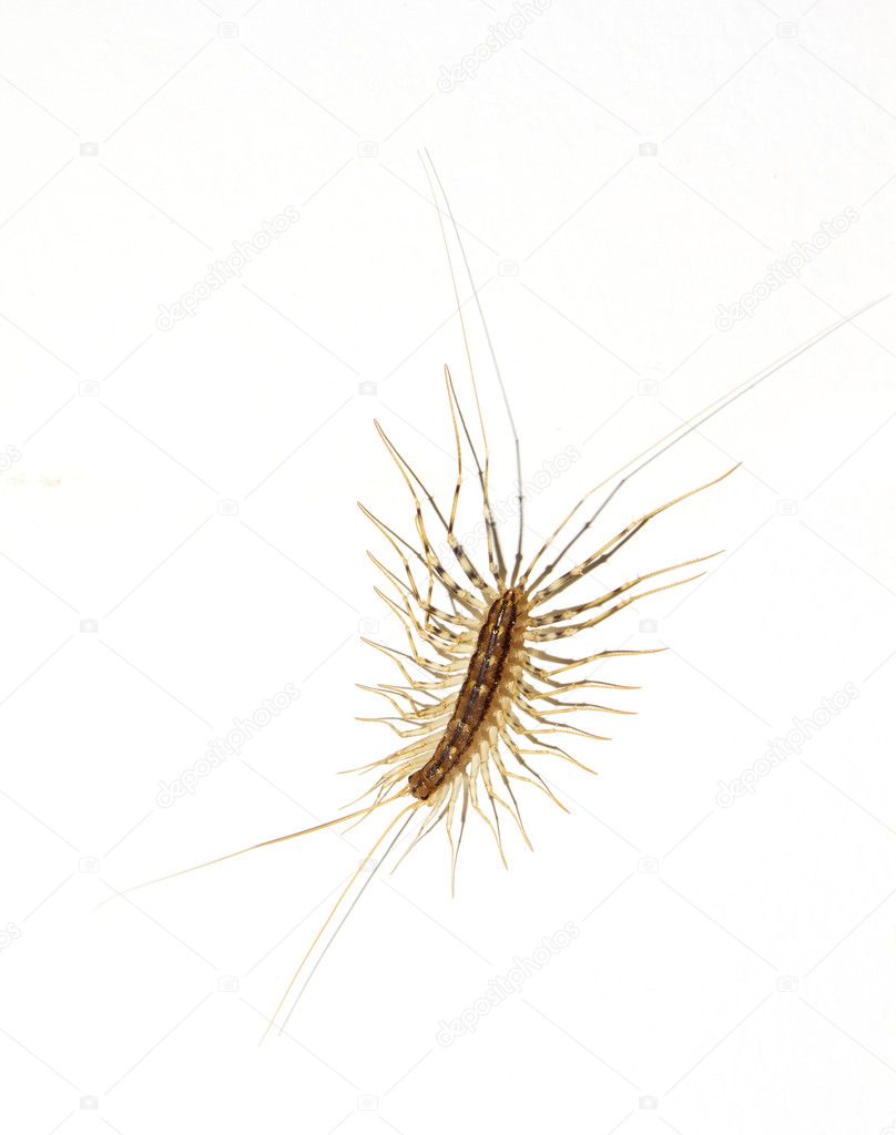 House centipede on the wall — Stock Photo © tom_hr 5753745