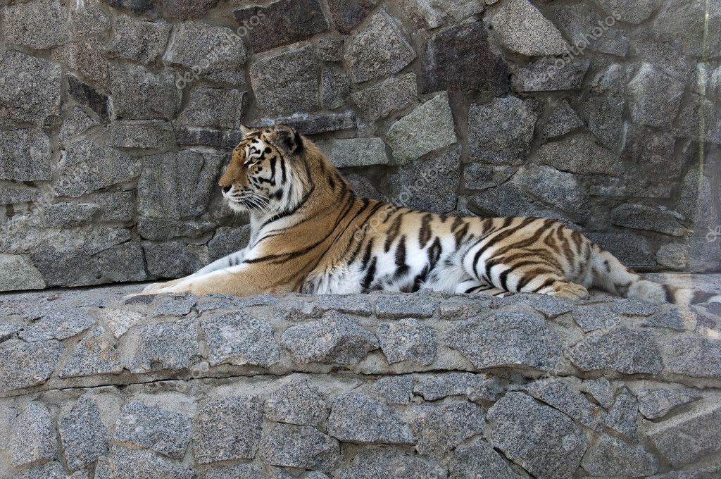 Lying Tiger