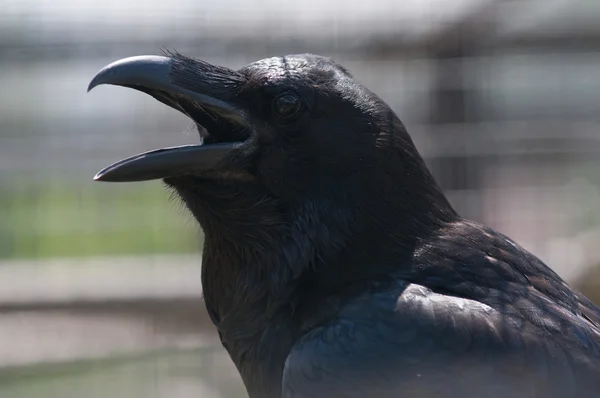 Common Raven (Corvus corax) - 5871978 | Royalty-Free Stock Photos ... Common Raven (Corvus corax) - 5871978 | Royalty-Free Stock Photos ...