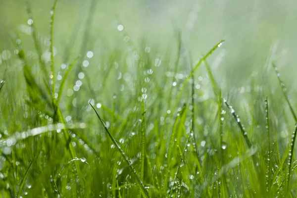 Grass under the sprinkler
