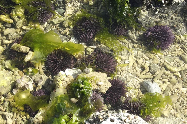 Sea urchins in shallow water
