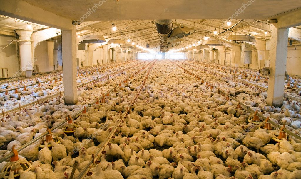 golden valley poultry farm