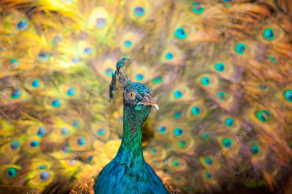 Stuffed Peacock