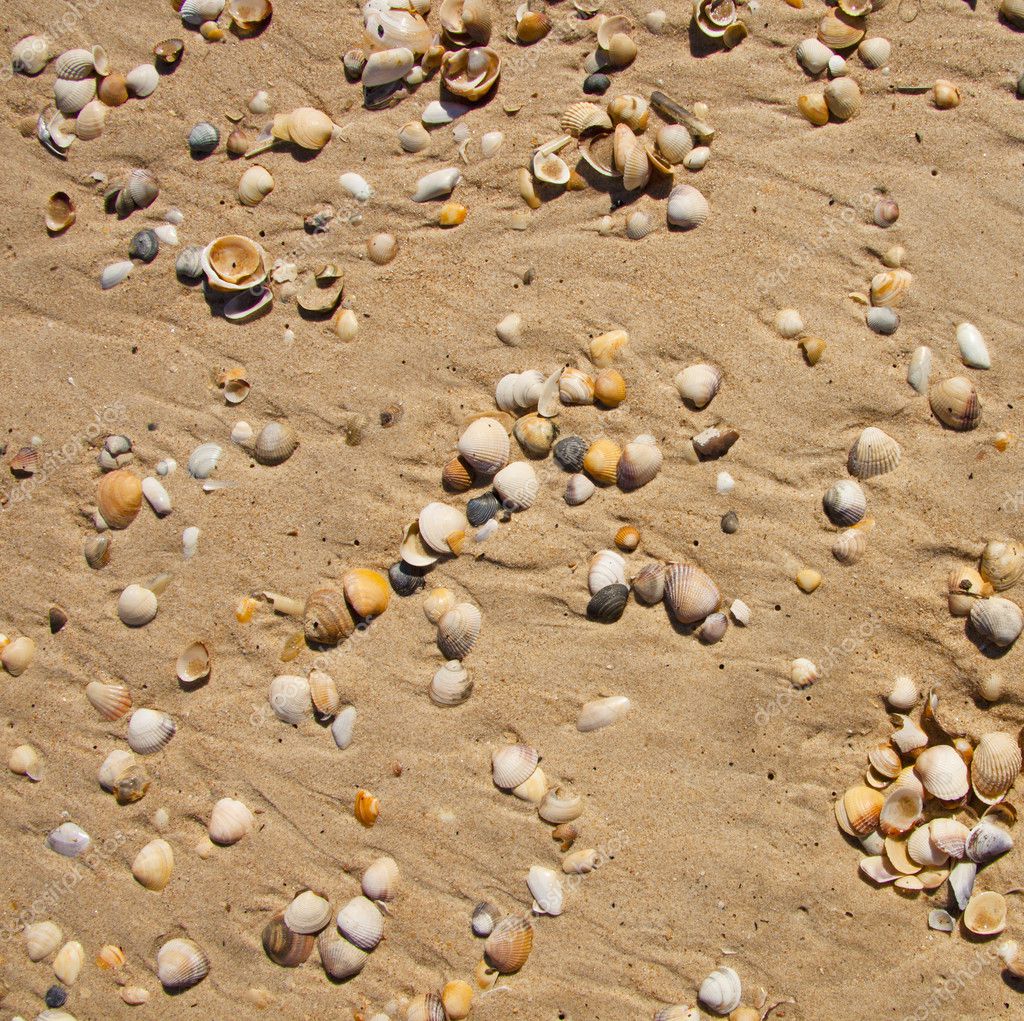 sand and seashells