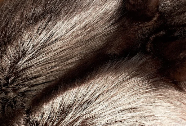 Silver fox fur background
