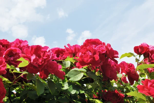 The red flowers of rose against light blue sky with white clouds