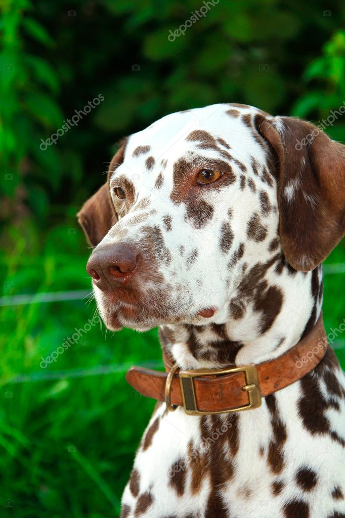 green dalmatian