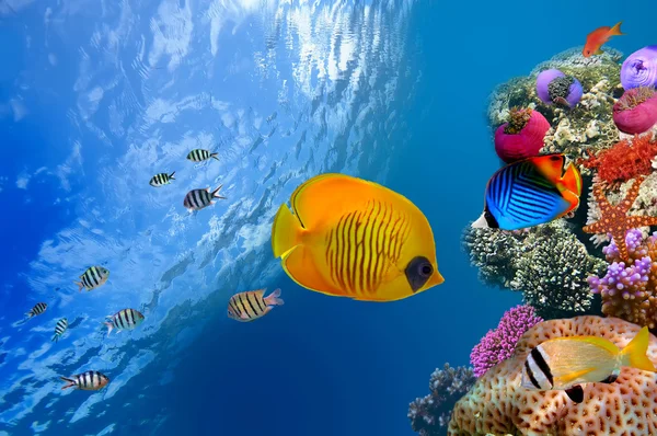   Butterfly Fish on Masked Butterfly Fish  Chaetodon Semilarvatus   Red Sea  Egypt   Stock