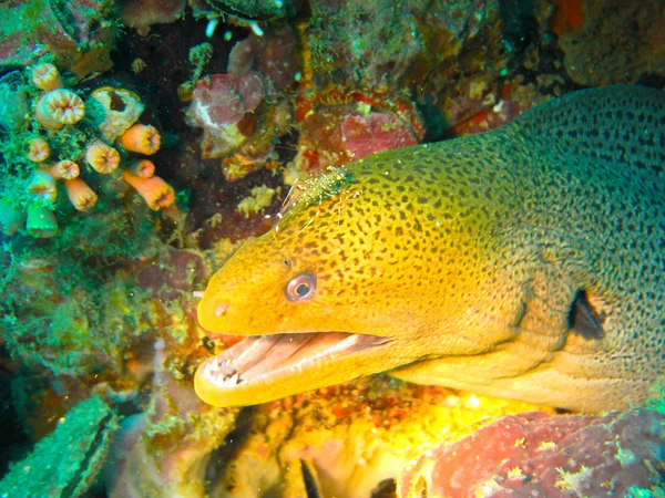 Moray eel showing teeth while getting cleaned by cleaner shrimp